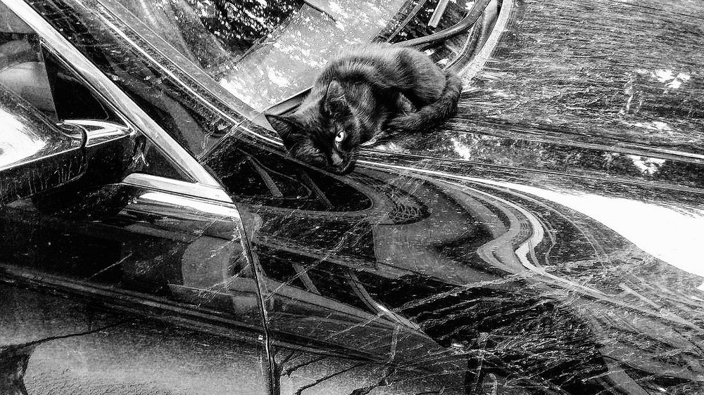 Кот и вселенная.