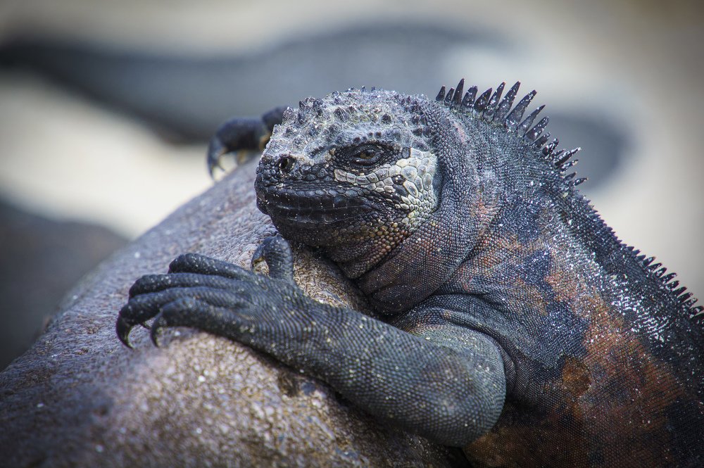 Marine Iguana