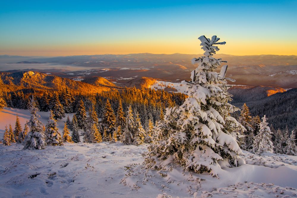 The color of a sunrise...