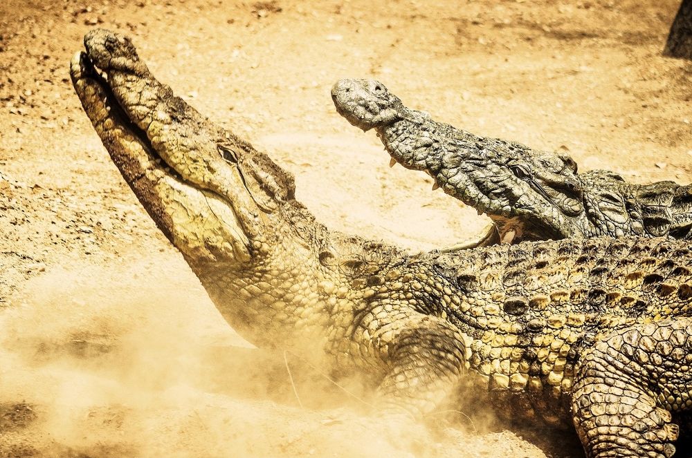 The Croc Fight