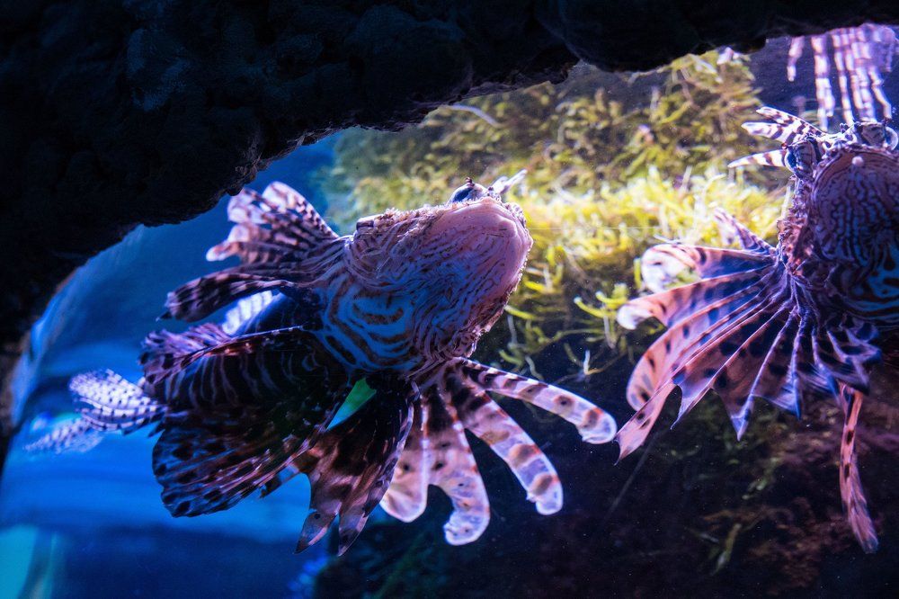 Подводный мир