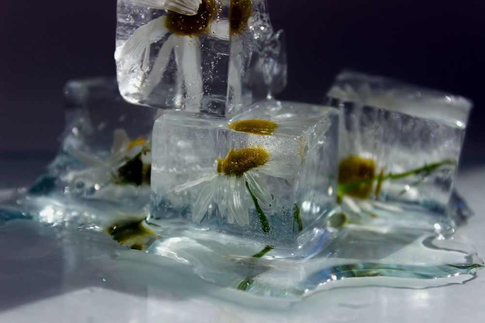 Цветы во льду.