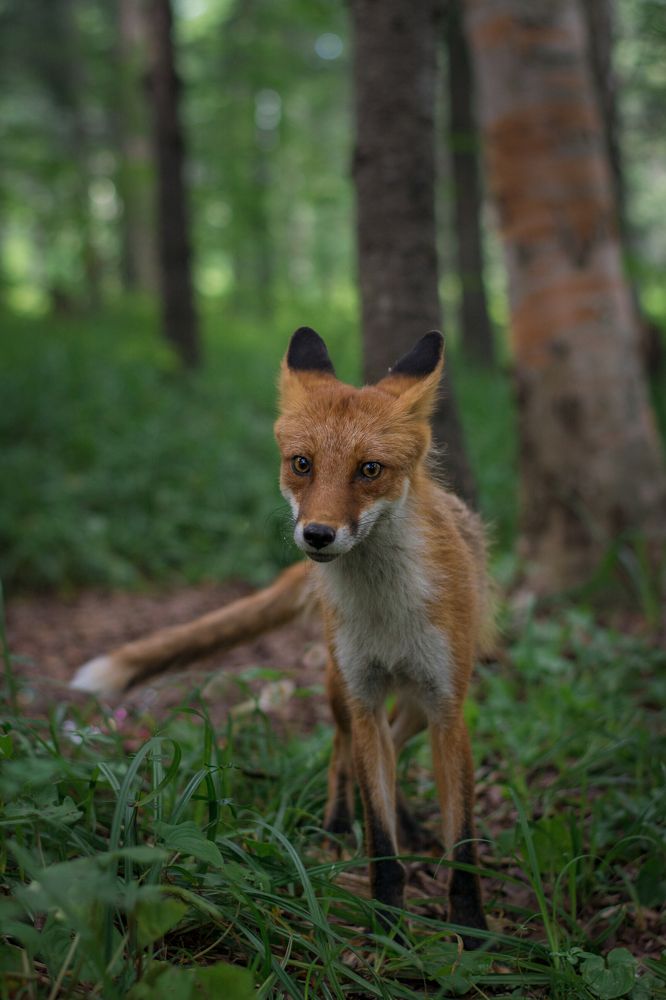 Голодная лисица