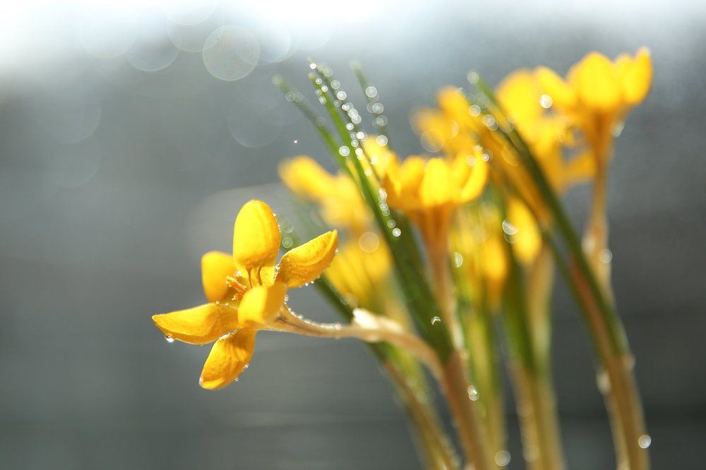 Солнечное утро