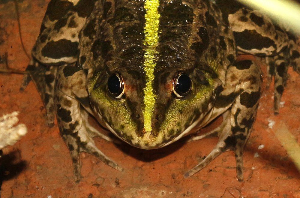 Храбрая лягушка