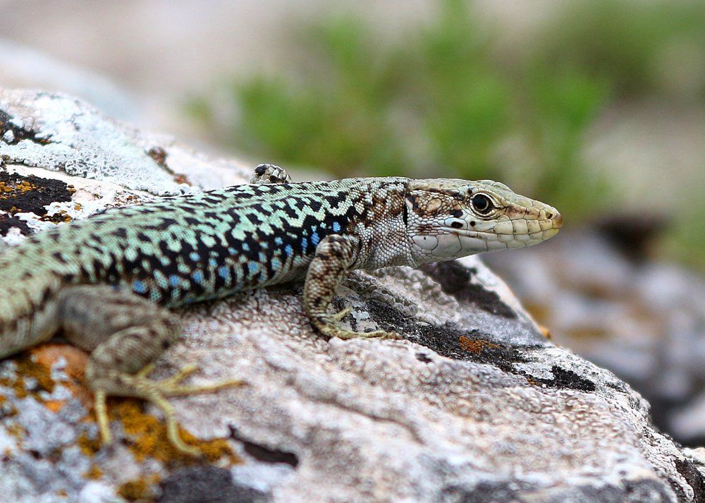 Суровый взгляд