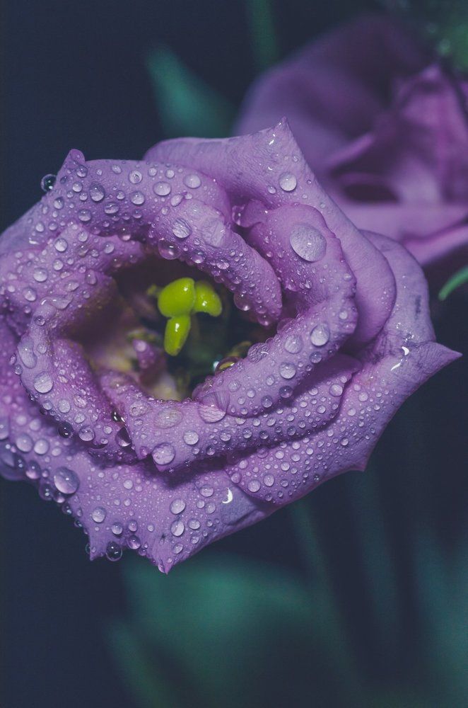 Фотография автора Константин Яковлев