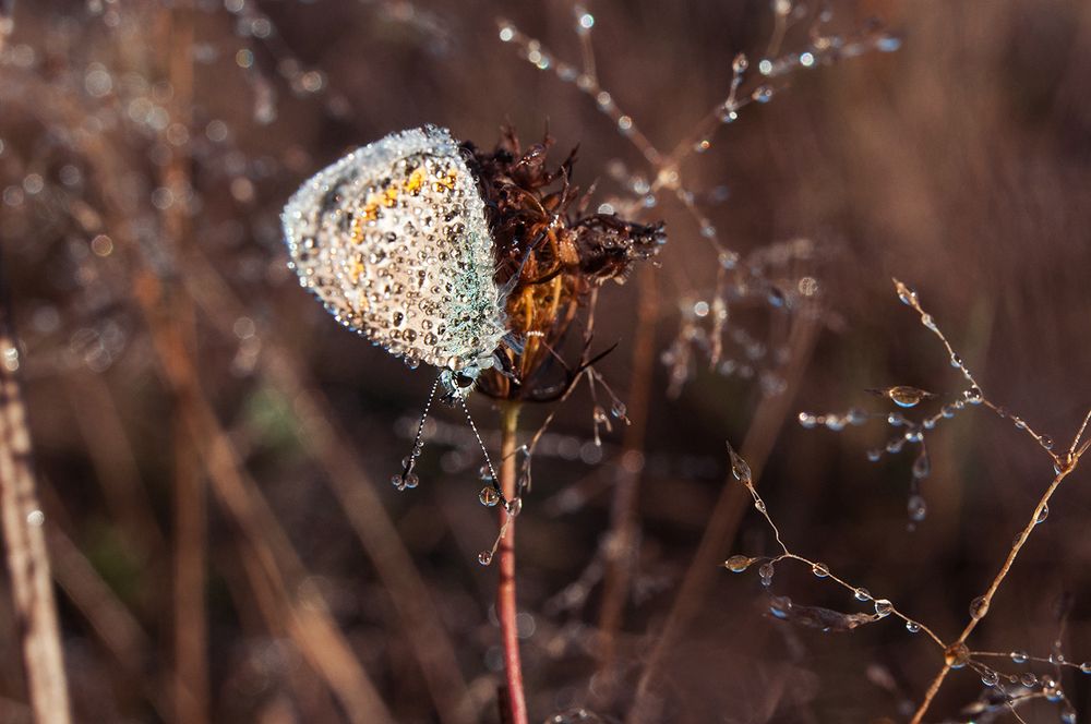 Хрустальный мир