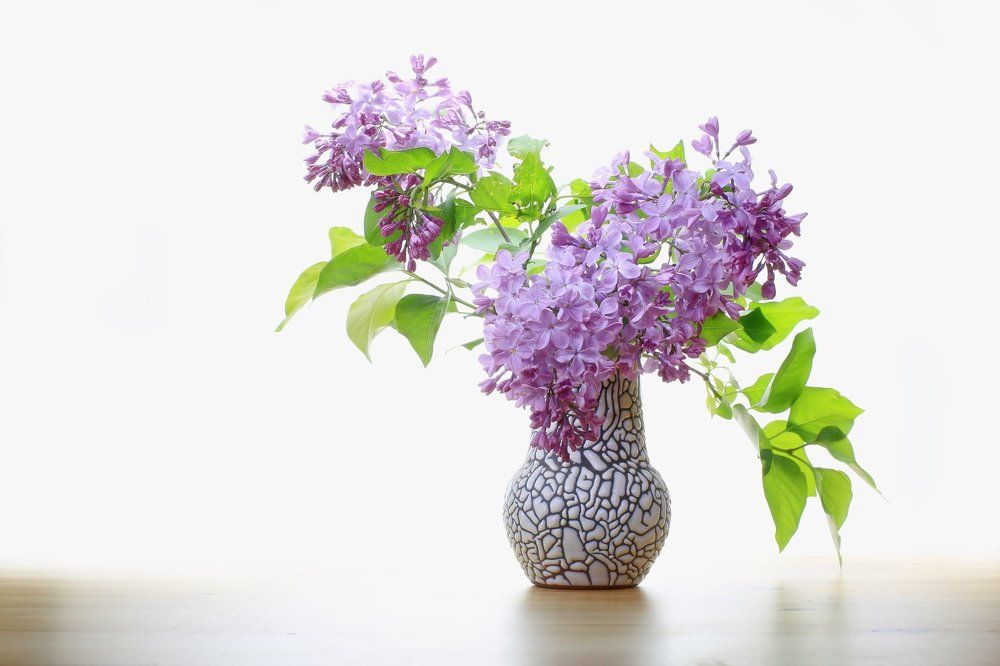 Светлый сиреневый мотив