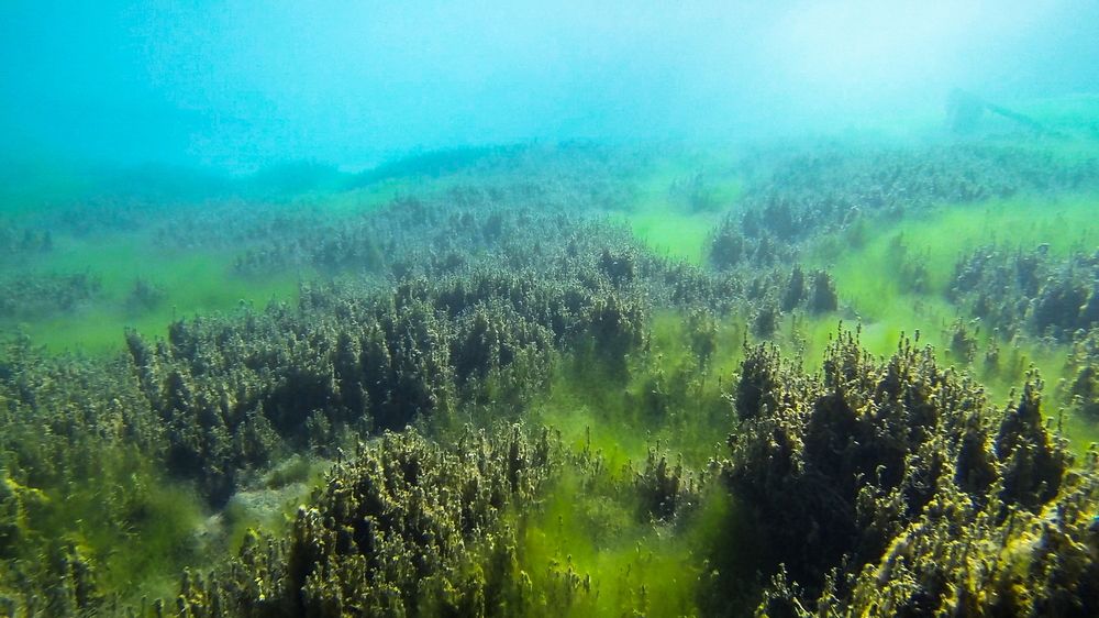 Подводный лес Гейзерного озера