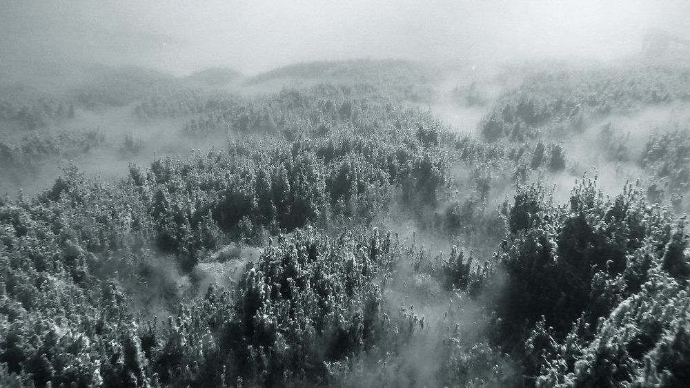 Подводный лес Гейзерного озера