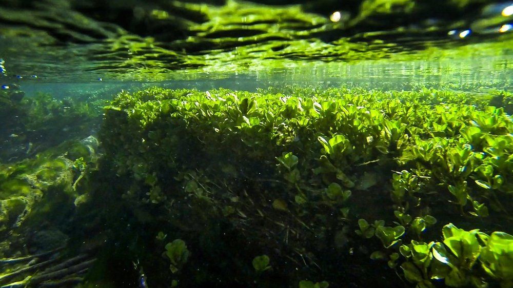 Речная трава