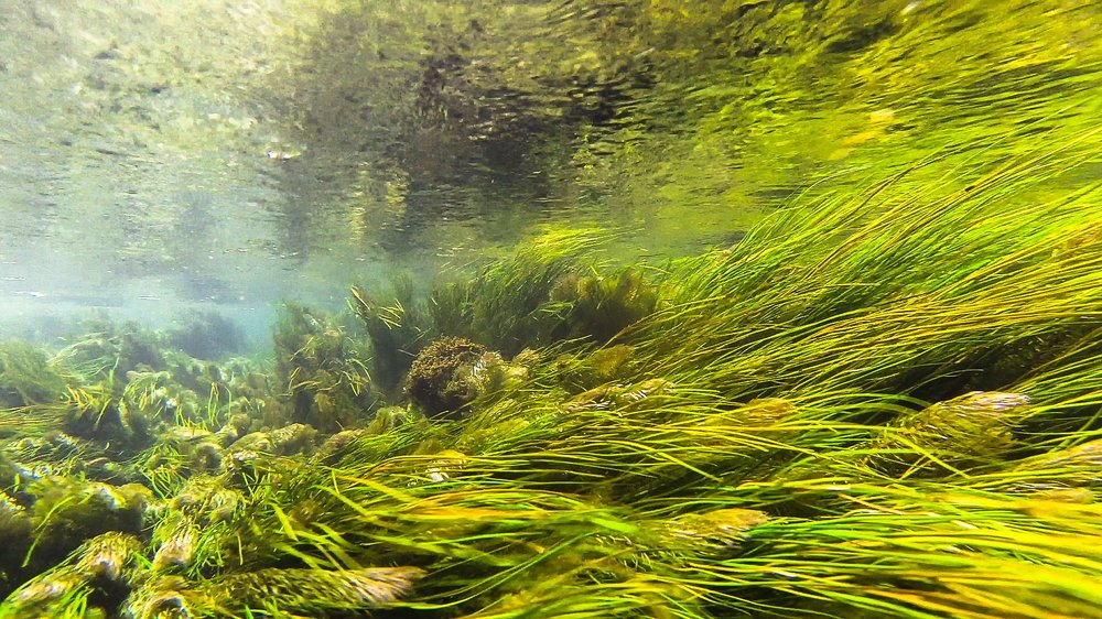 Речные водоросли под зеркалом воды