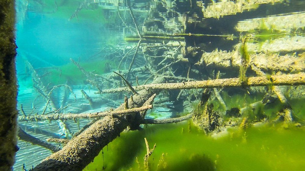 Бурелом под водой