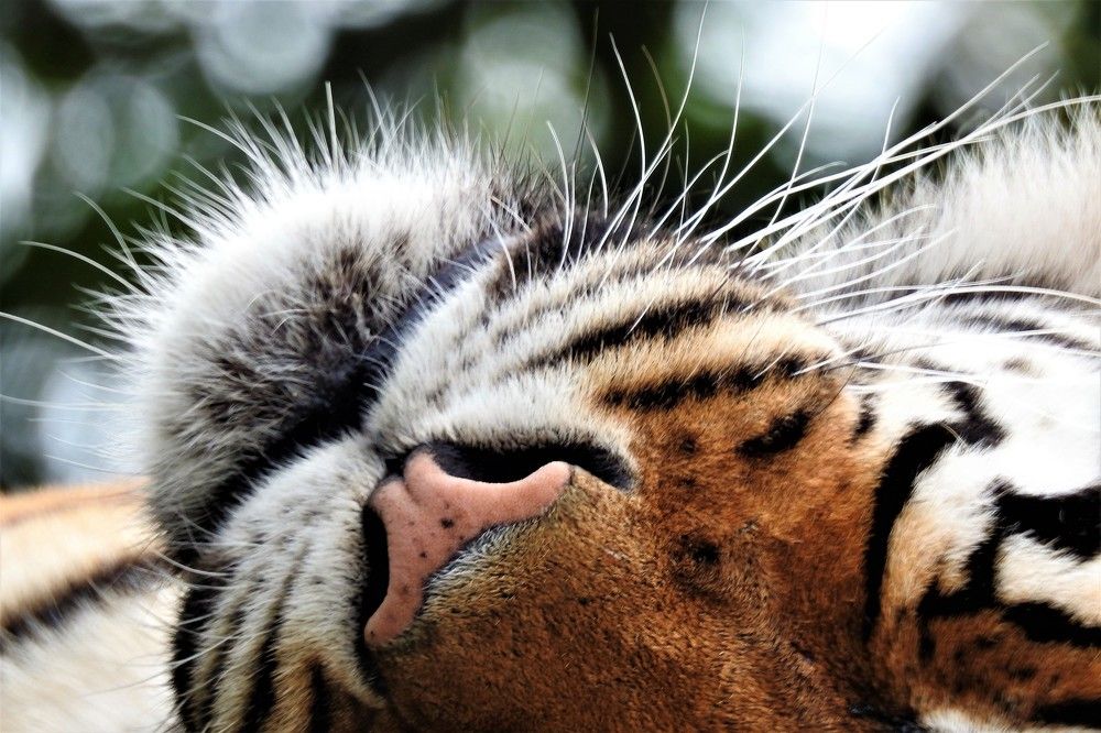 Tiger head