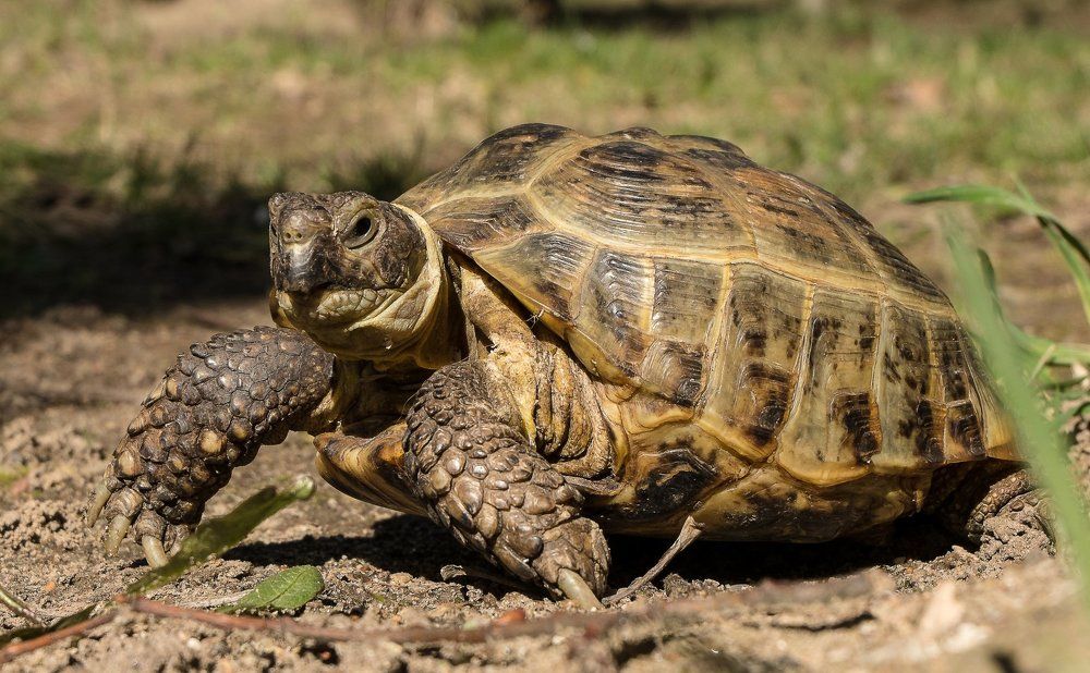 бодрым шагом !