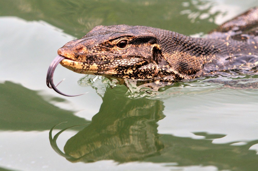 Asian water monitor lizard