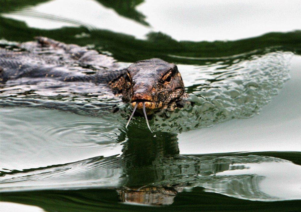 Asian water monitor lizard
