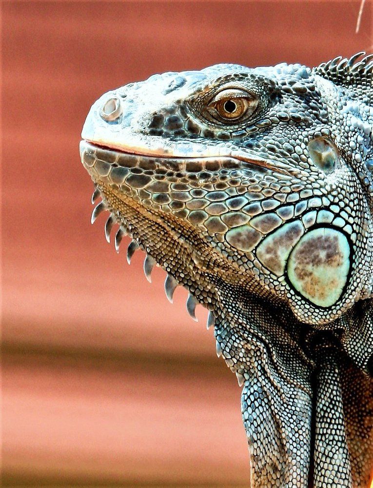 Lizard