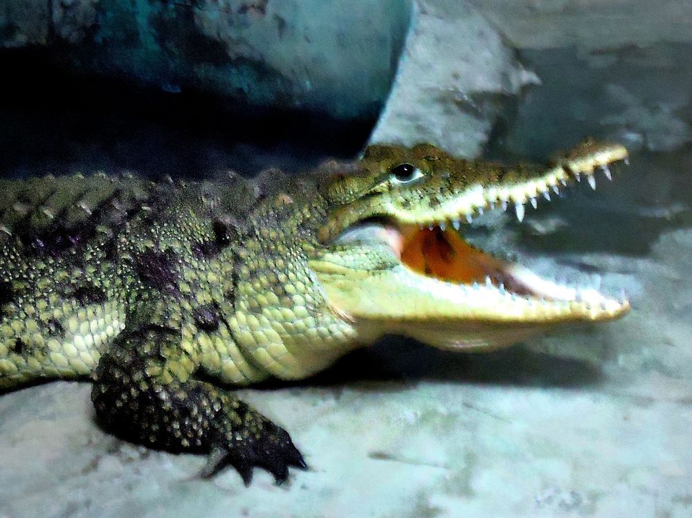 Нильский крокодил