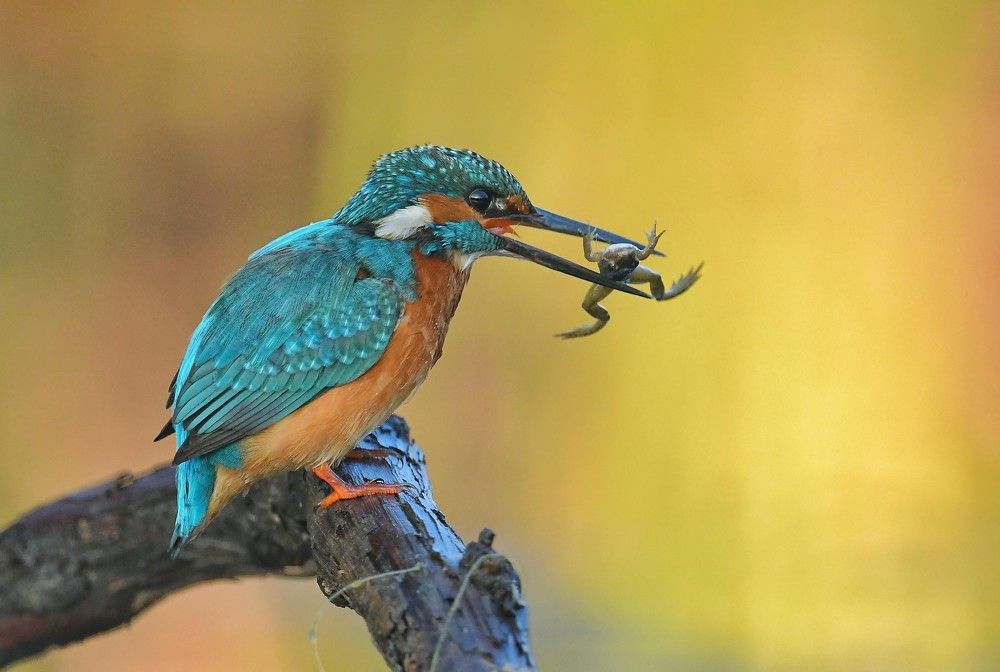 Kingfisher.