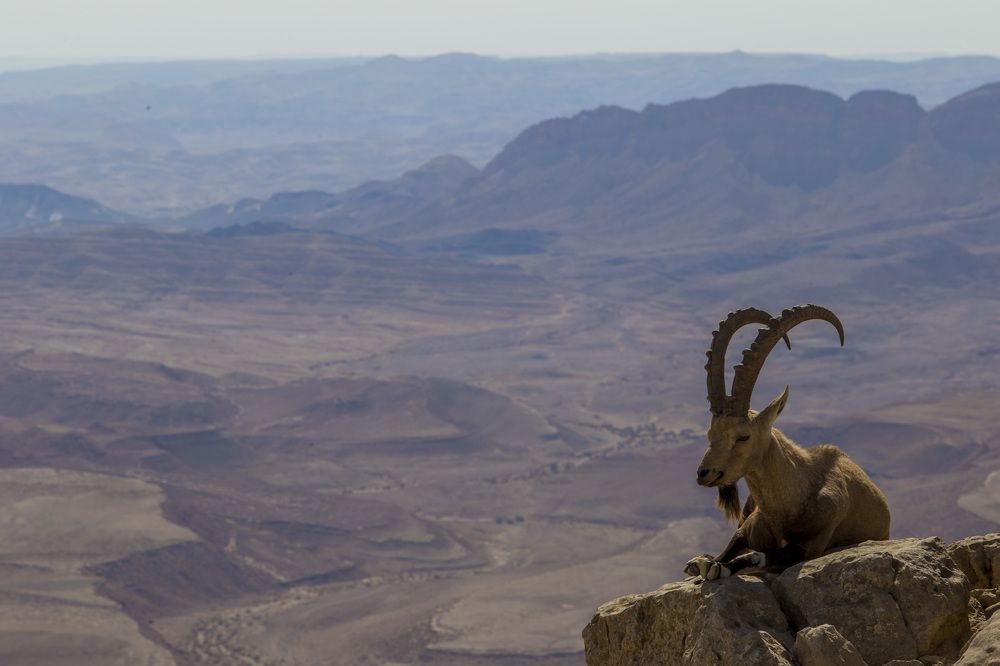 Desert keeper