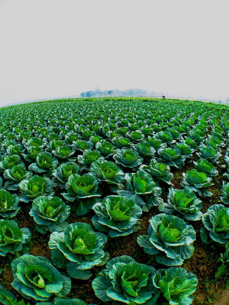 cabbage garden