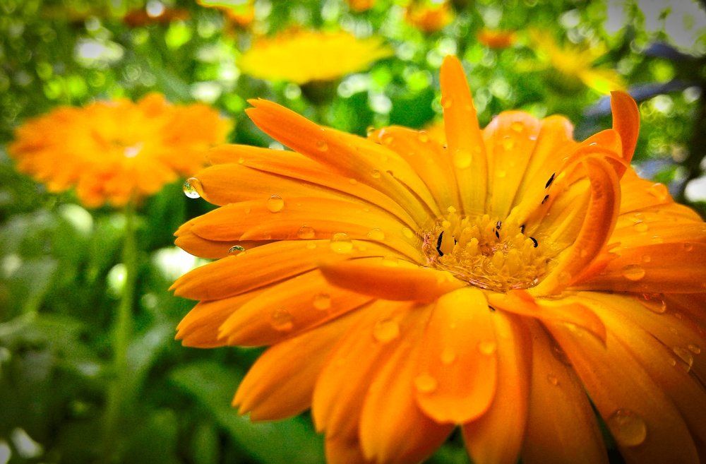 Капли дождя