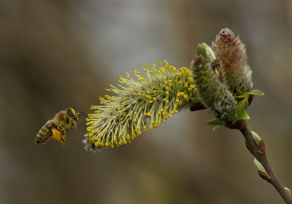 Пчёлы гудят