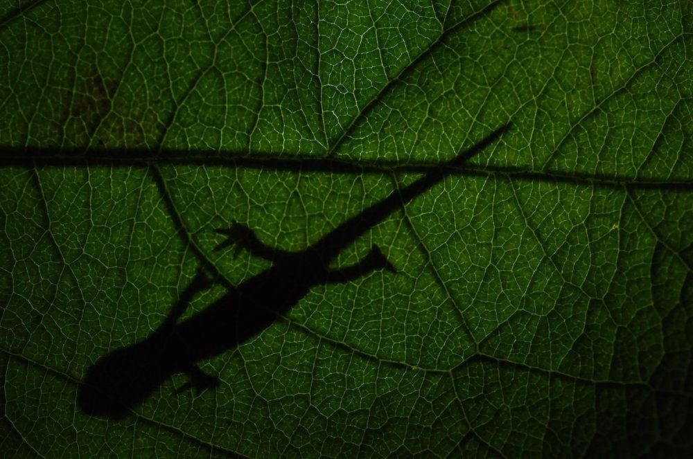 Игра в прятки