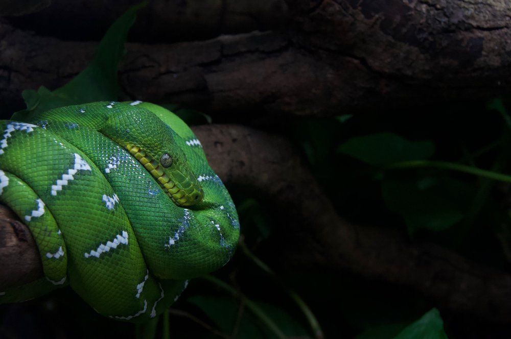 Пусть думают, что я сплю...