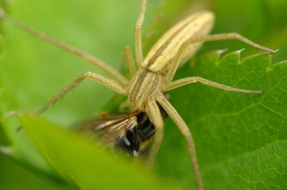 Правдивая история мухи цокотухи