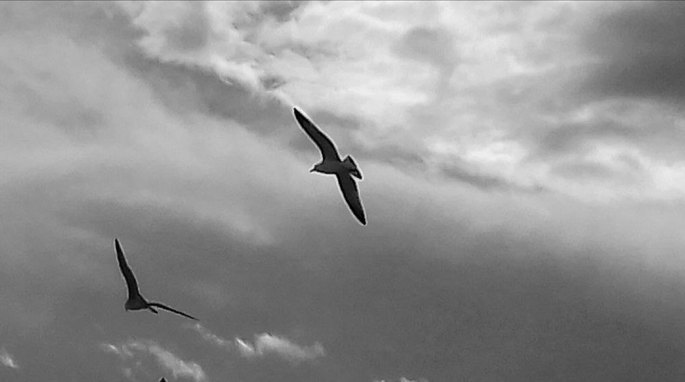 Freedom