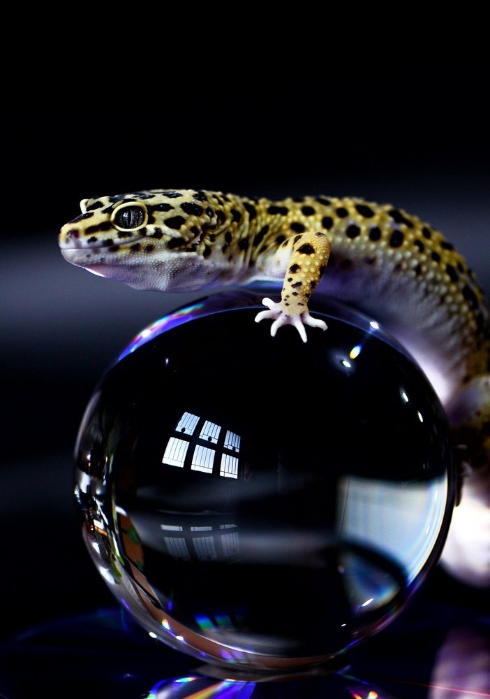 Gecko on the Cristal ball