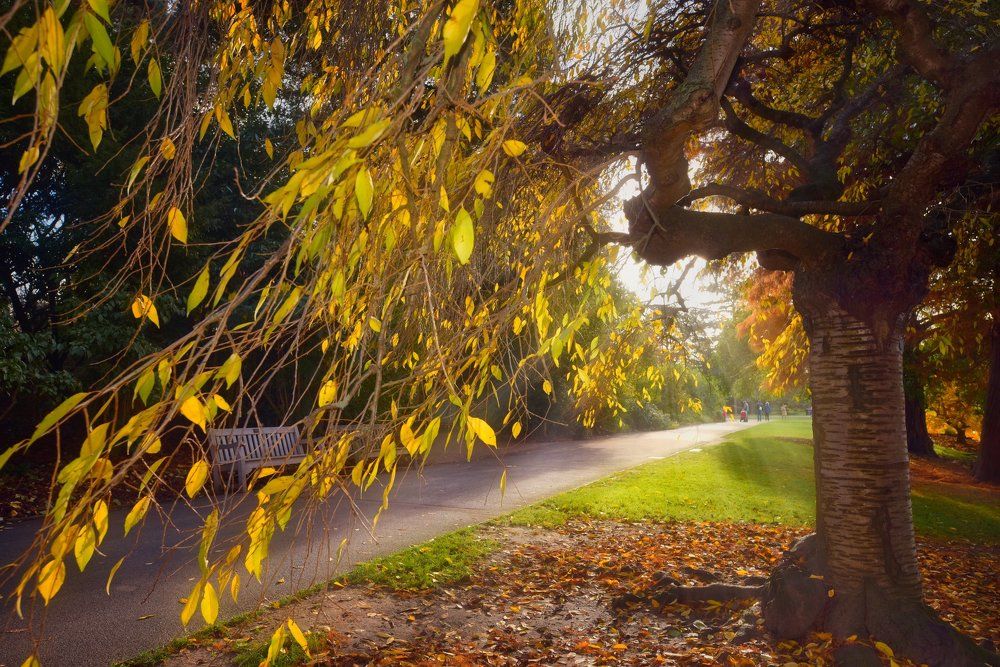 репортаж одинокого листа