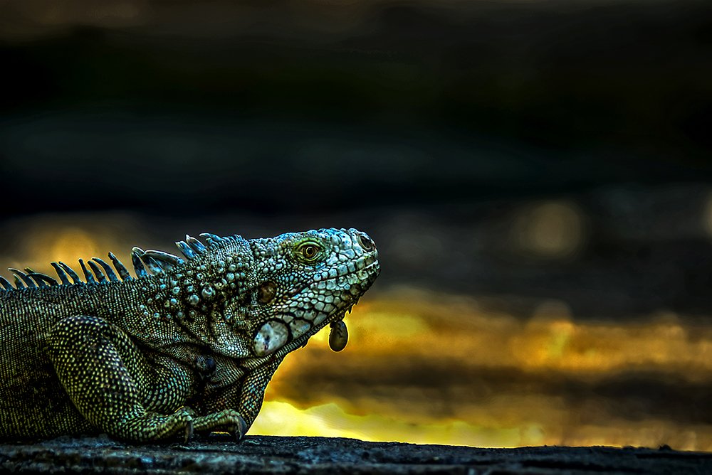 Iguana con garrapata