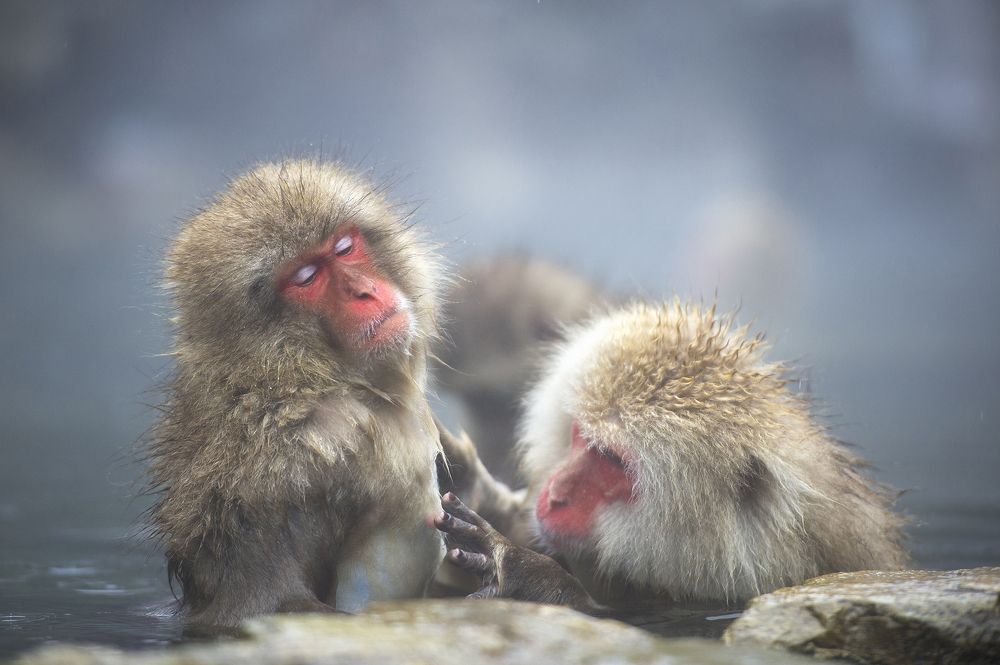 Спа снежных обезьян