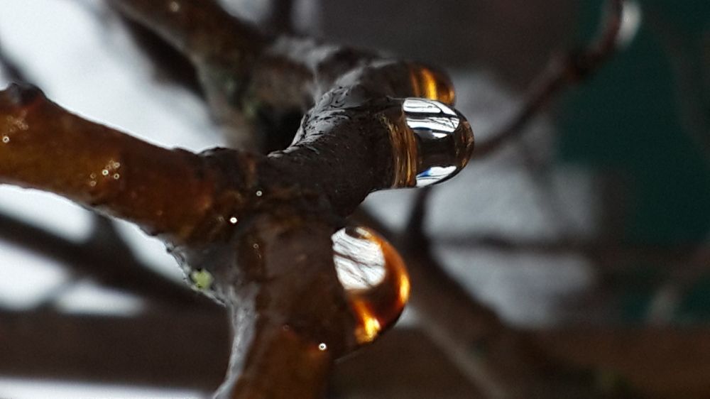 Photo #2708692