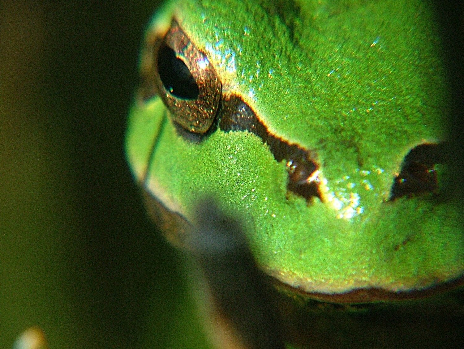 Frog eye