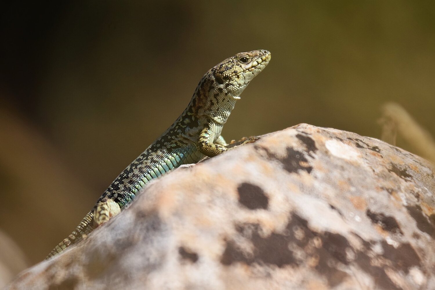 sunbathing lizard