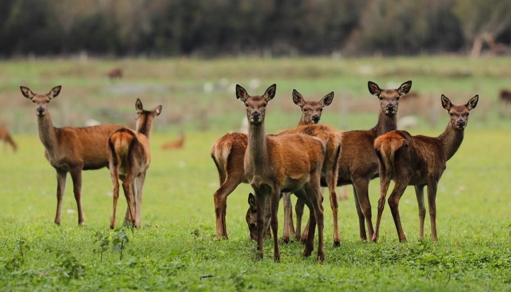 Farm Deers