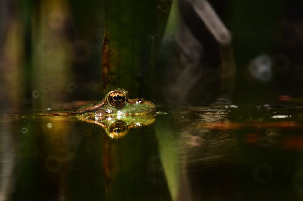 frog reflection