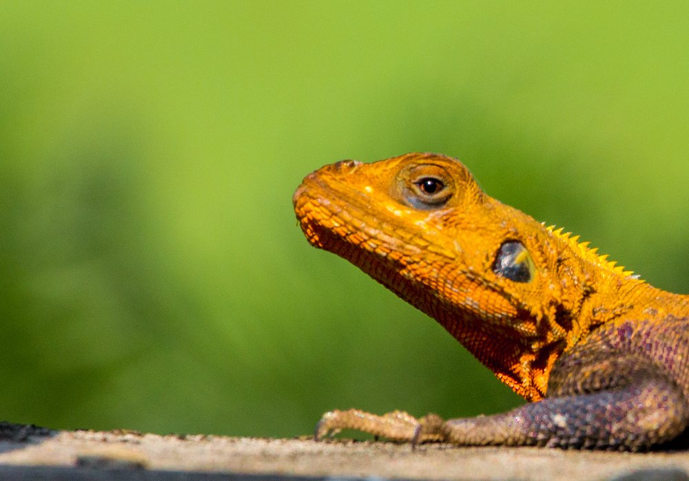 Amphibians and reptiles