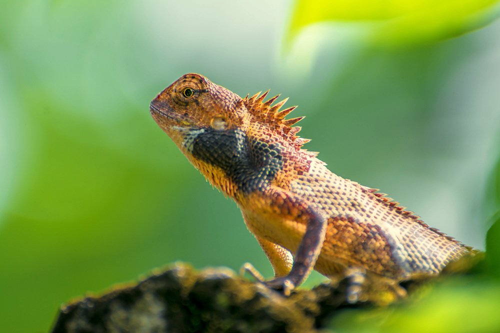 Oriental garden lizard