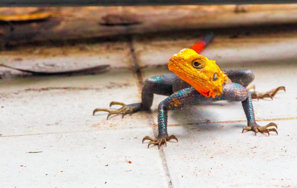 Amphibians and reptiles