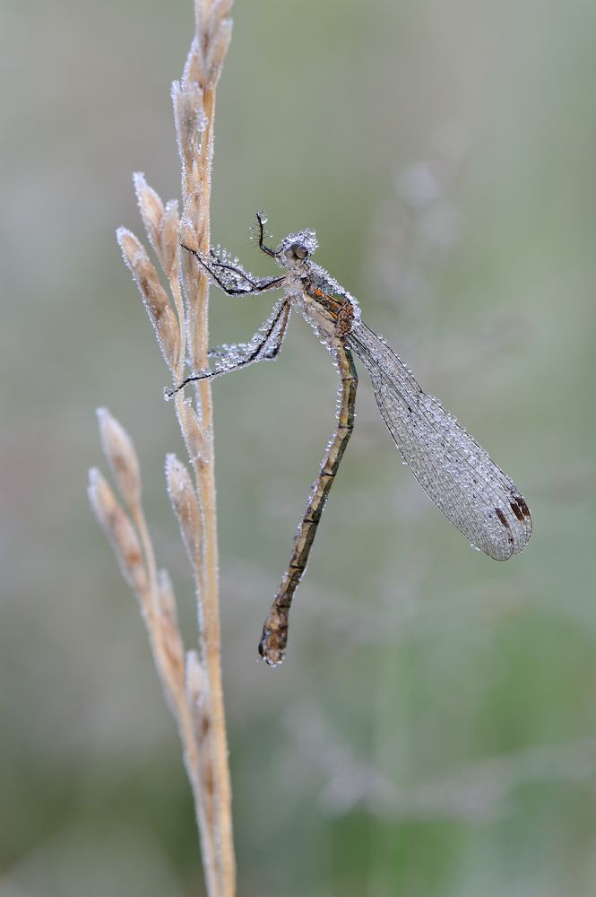 Первые заморозки.