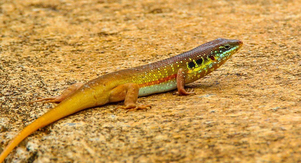 Amphibians and reptiles