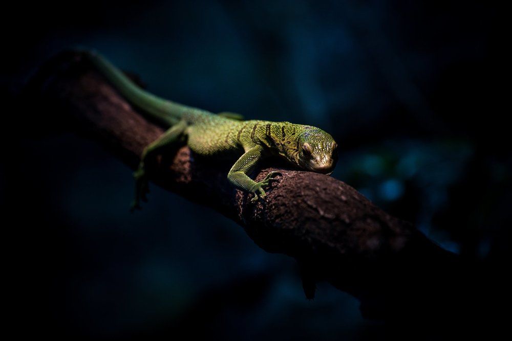 Green Iguana