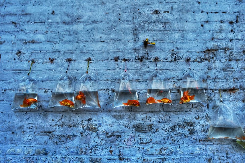 GALIFF STREET PET MARKET