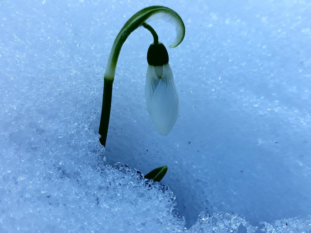 весна